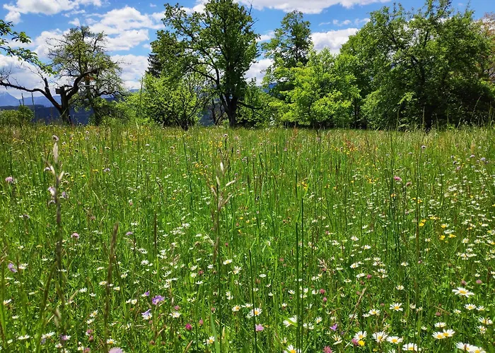 Casa Tara Добриах